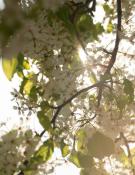flowers on a tree with sunlight coming through.