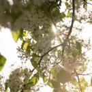 flowers on a tree with sunlight coming through.